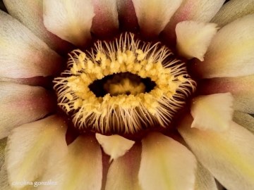 Gymnocalycium mostii subs. valnicekianum