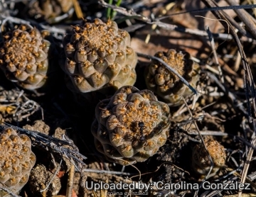 Pterocactus neuquensis