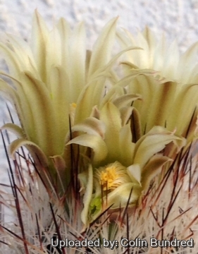 Escobaria zilziana