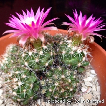 Escobaria vivipara