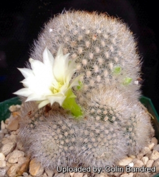 Rebutia muscula