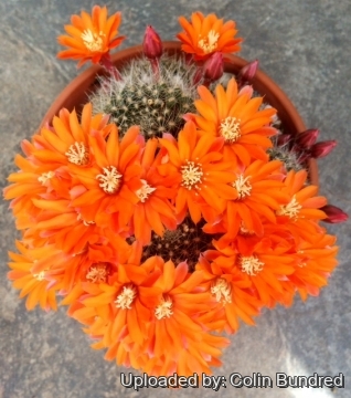Rebutia flavistyla