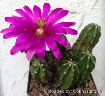 Echinocereus viereckii subs. morricalii