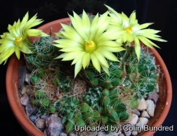 Mammillaria sphaerica