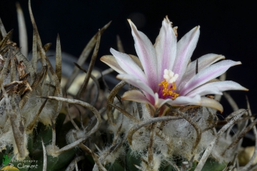 Turbinicarpus schmiedickeanus subs. schwarzii