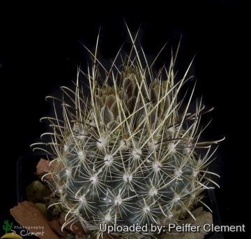 Sclerocactus scheeri