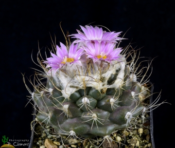 Turbinicarpus laui