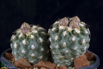 Sclerocactus mesae-verdae