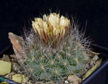 Acharagma aguirreanum