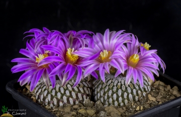 Turbinicarpus pseudopectinatus