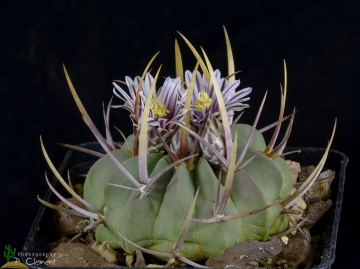 Stenocactus coptonogonus