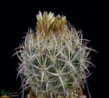 Echinomastus unguispinus subs. laui