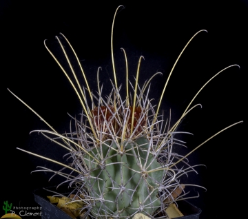 Sclerocactus uncinatus subs. wrightii
