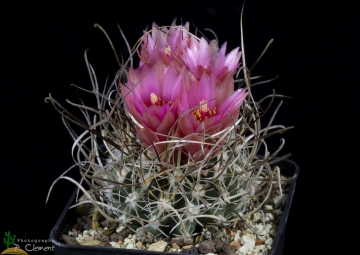 Sclerocactus spinosior