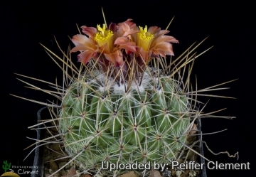 Thelocactus conothelos subs. aurantiacus