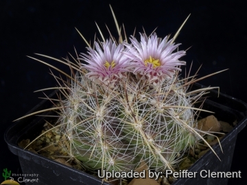 Thelocactus lausseri