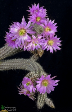 Echinocereus schmolii var. nerispina