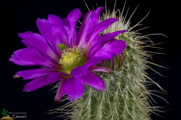 Echinocereus bonkerae var. apachensis