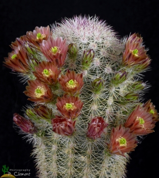 Echinocereus russanthus subs. fiehnii
