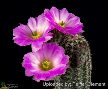 Echinocereus pamanesii