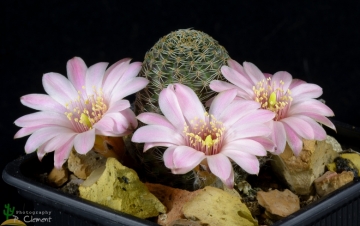 Rebutia canacruzensis
