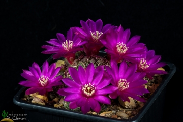 Rebutia canigueralii