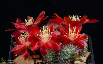 Rebutia spegazziniana var. atroviridis
