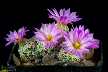 Escobaria minima