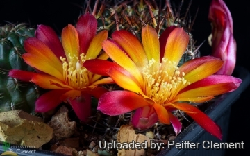 Rebutia steinbachii