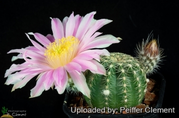 Echinocereus pulchellus subs. weinbergii
