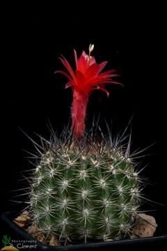 Oreocereus hempelianus