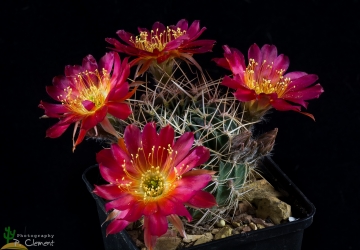 Lobivia acanthoplegma var. patula