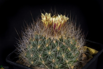 Acharagma aguirreanum