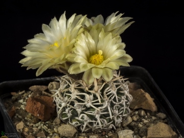 Pediocactus peeblesianus