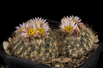 Pediocactus simpsonii var. minor