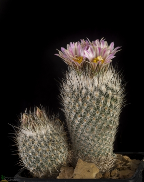 Turbinicarpus mandragora subs. zaragosae