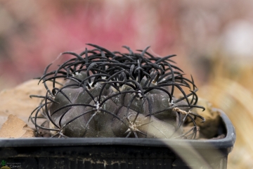 Copiapoa griseoviolacea