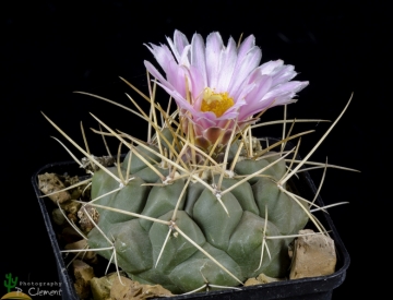 Thelocactus hexaedrophorus subs. kvetae