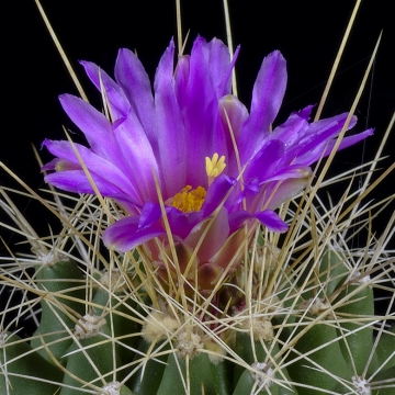 Thelocactus tulensis subs. matudae