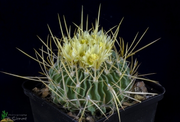 Stenocactus sulphureus