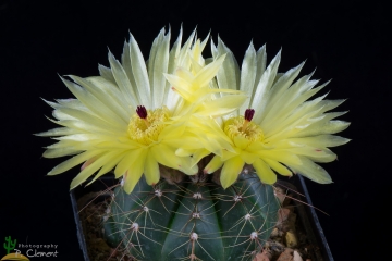 Parodia ottonis var. tortuosa