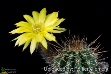 Echinopsis aurea subs. fallax