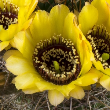 Lobivia jajoiana var. nigrostoma