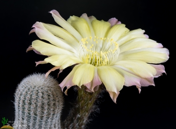 Echinopsis densispina f. albolanata