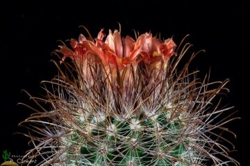 Parodia aureicentra var. muhrii
