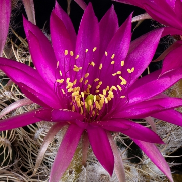 Lobivia tiegeliana var. uriondoensis