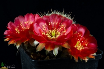 Echinopsis haematantha