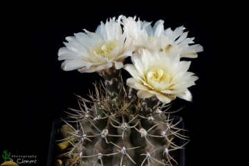 Gymnocalycium gibbosum var. brachypetalum