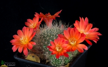 Rebutia wessneriana