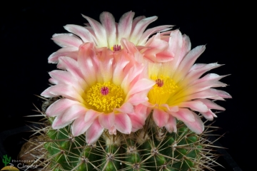 Notocactus roseoluteus